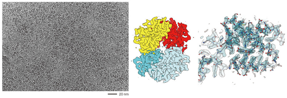 Hemoglobin